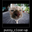 pussy_close-up.jpg